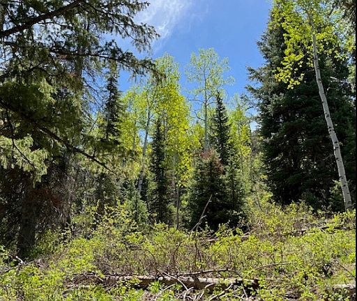 2nd image of 550 Red Fir Way