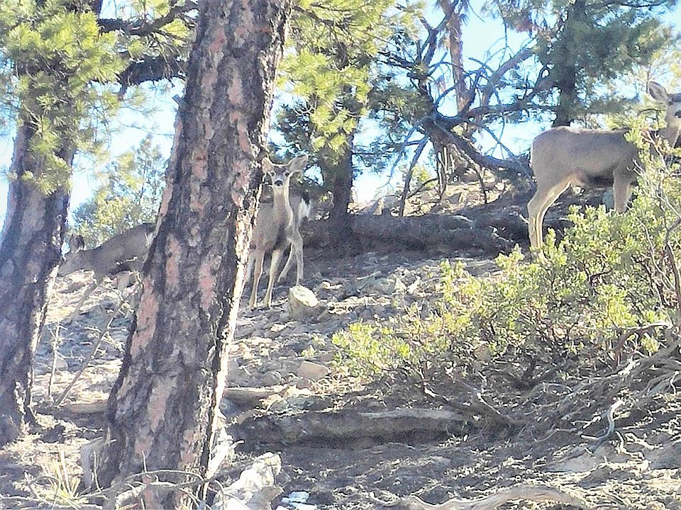 DEER NEAR TOP OF THE LOT
