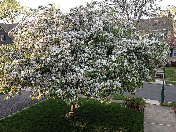 Crab Apple Tree