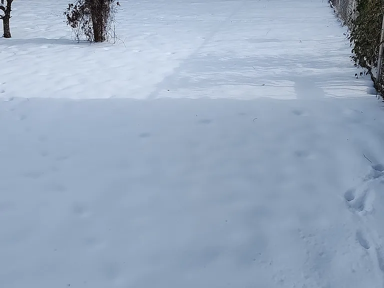 Large fenced backyard