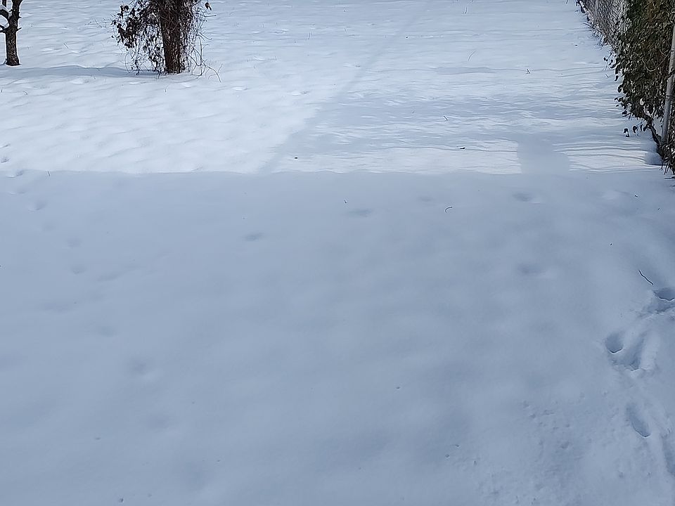 Large fenced backyard