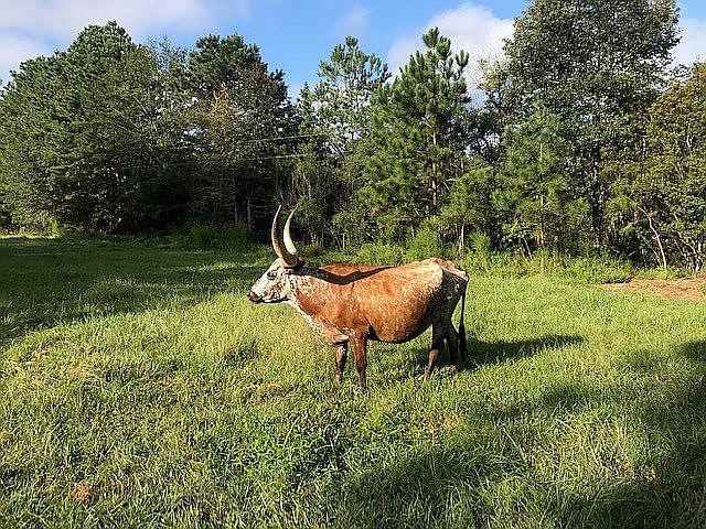 2nd image of 6625 County Road 3725