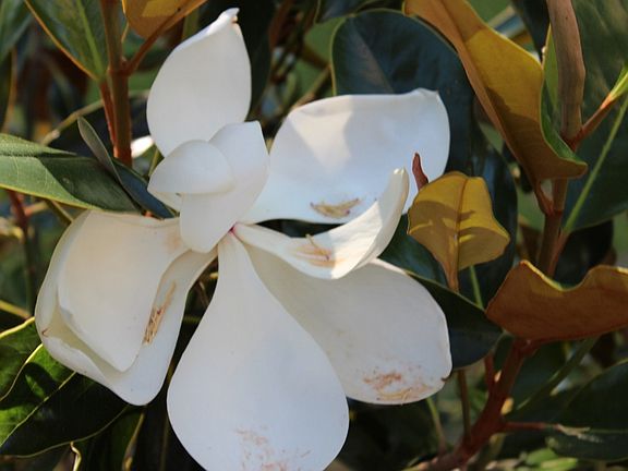 Flowering Dwarf Magnolia