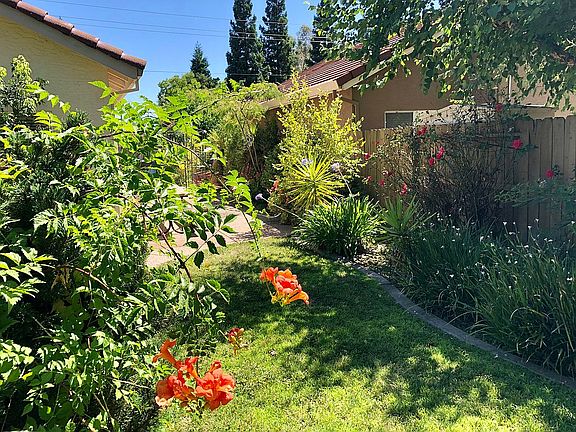 Orange trumpet vine...