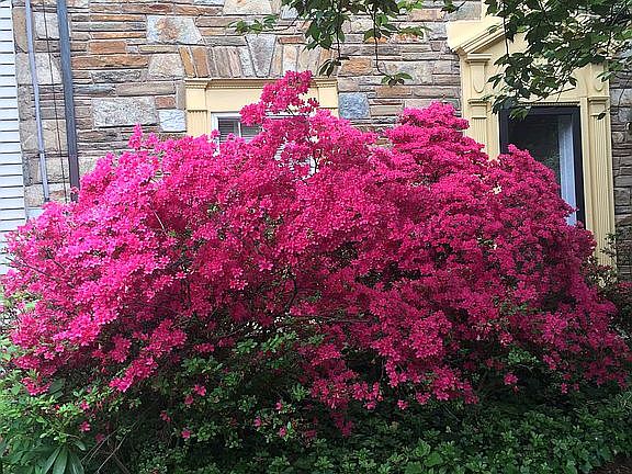 Azaleas in front yatd