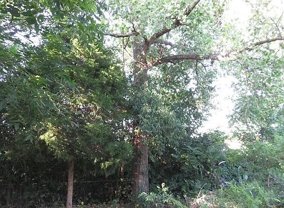 Trees line the back fence