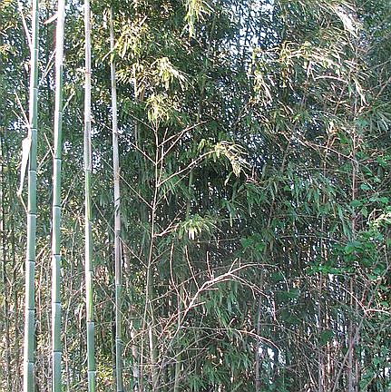 Bamboo houses dragonflys