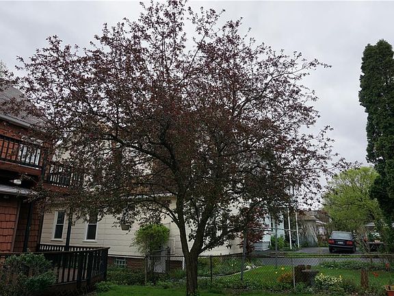 5th image of 155 Ross Park