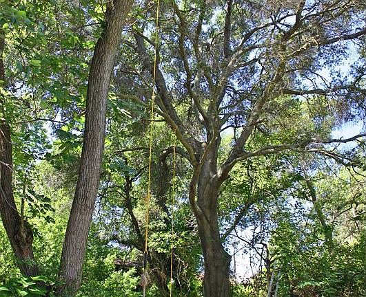 Lots of Tall Trees!
