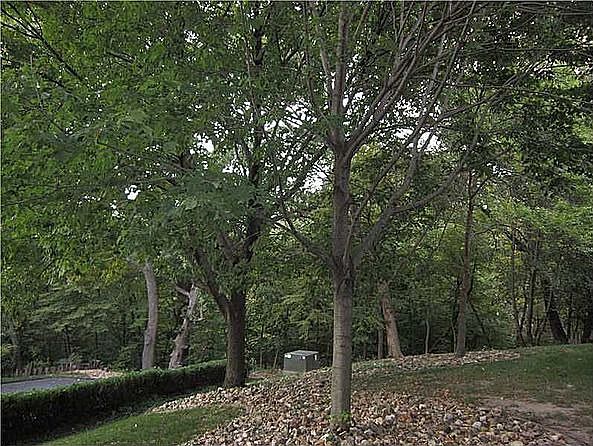 View of woods from Patio