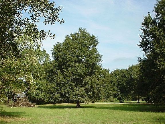 Looking South along East fenceline of mid property