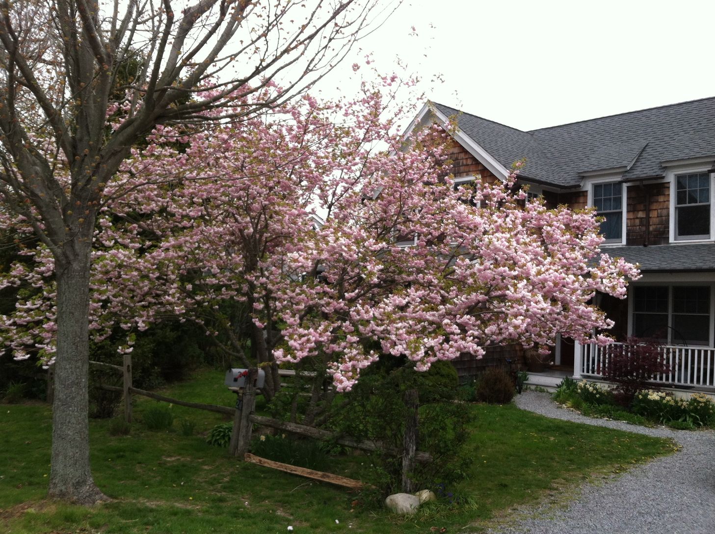 Cherry tree blossoming.