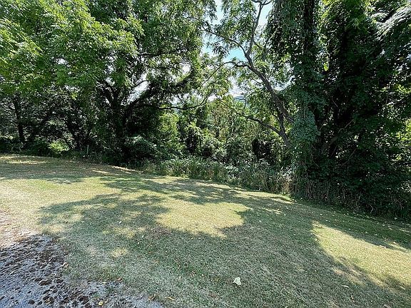 Some large walnut trees