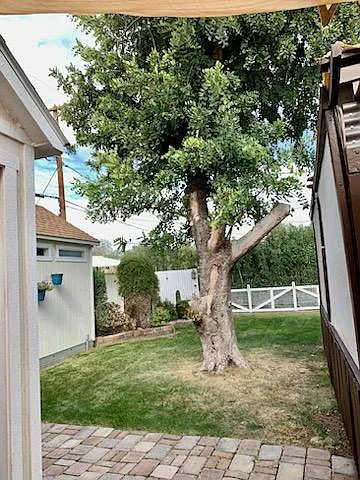 This amazing tree is over 60 years old and used to have a swing for little ones!