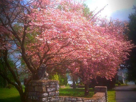 Lake Home Across the Street