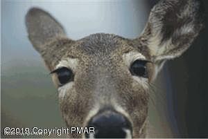 2nd image of 85 Edelweiss Rd