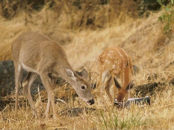 back doe and fawn