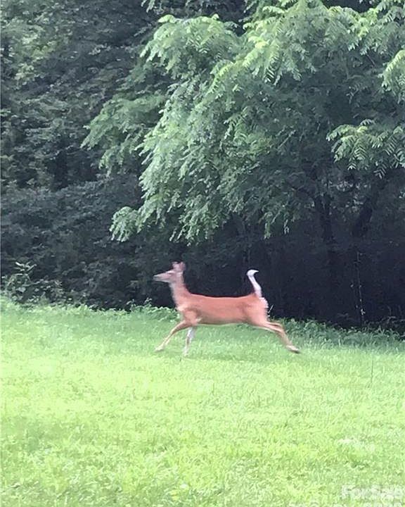 1st image of 19 Laurel Loop Rd