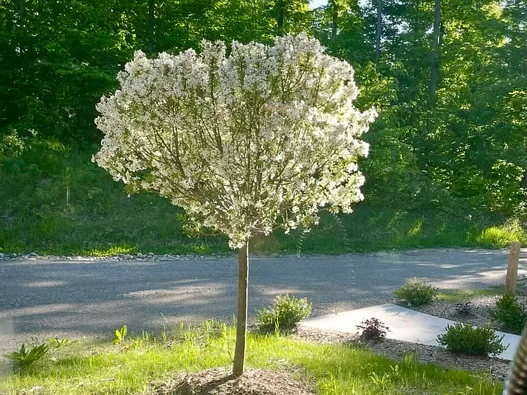 High Pines Trl — Photo 3