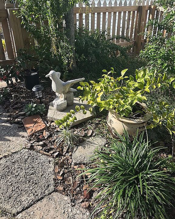 Mature garden, & trees