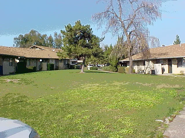 Pepper Tree — Photo 9