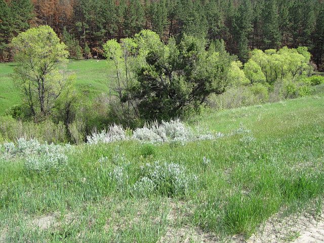 1st image of Big Plum Acreage
