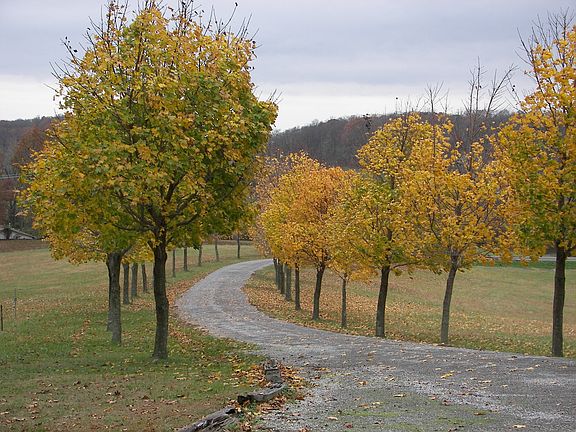 Tree-lined driveway