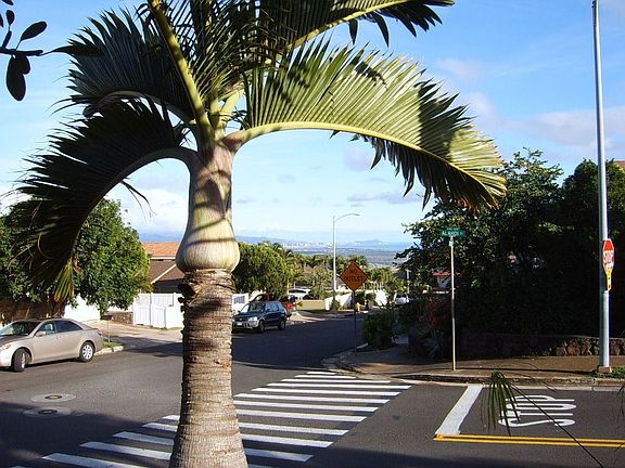 Great view of Pearl Harbor, Waikiki