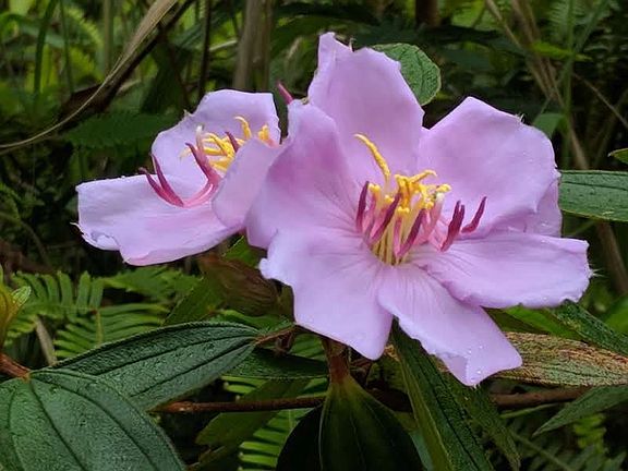 2nd image of Hibiscus Dr Lot 63