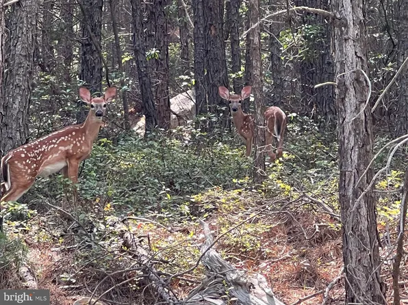 Baker Mountain Dr, Yellow Spring, WV 26865