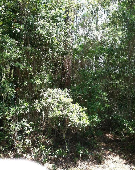 2nd image of 76 Mallet Bayou Rd