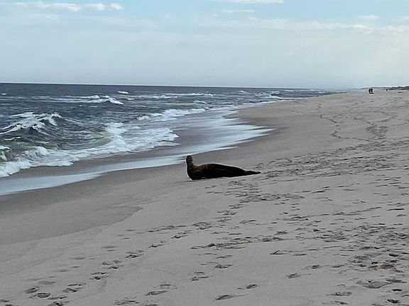 One of the neighbors - Seal (4/18/21)