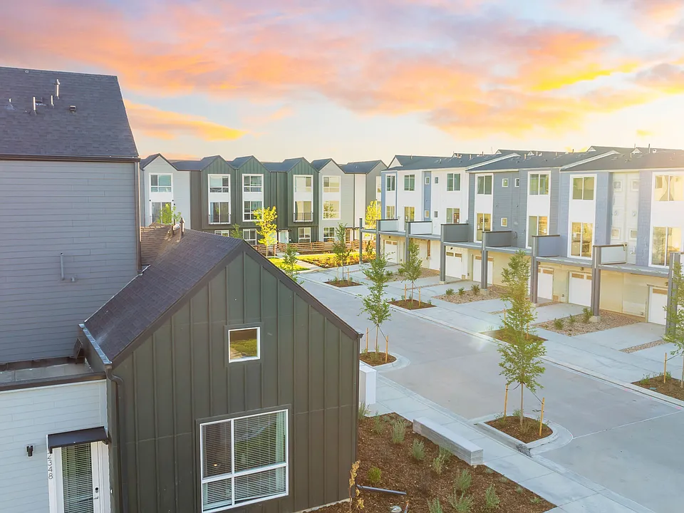 Lupine Longmont