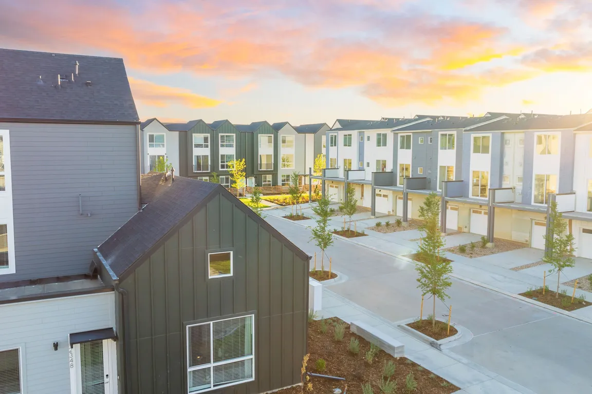 Lupine Longmont