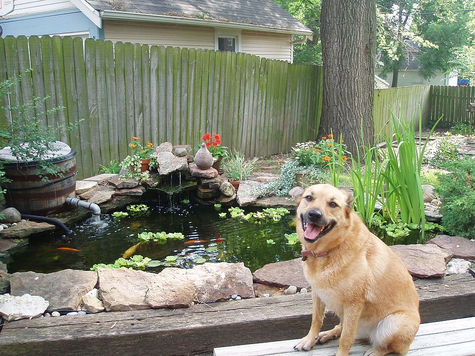 Pond in backyard