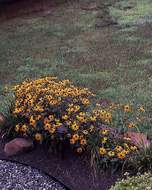 Something blooming all yr long