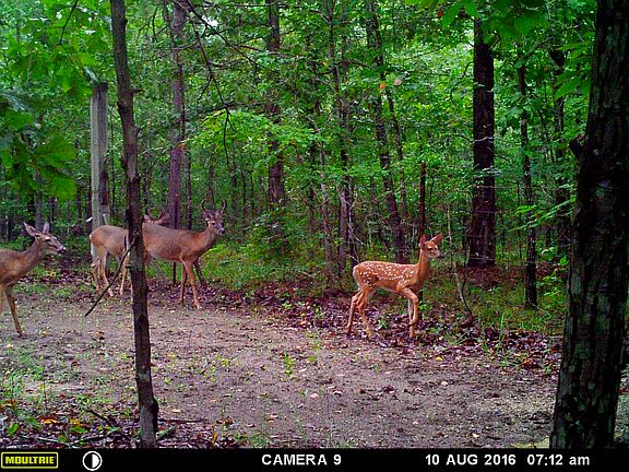 Onsite deer population