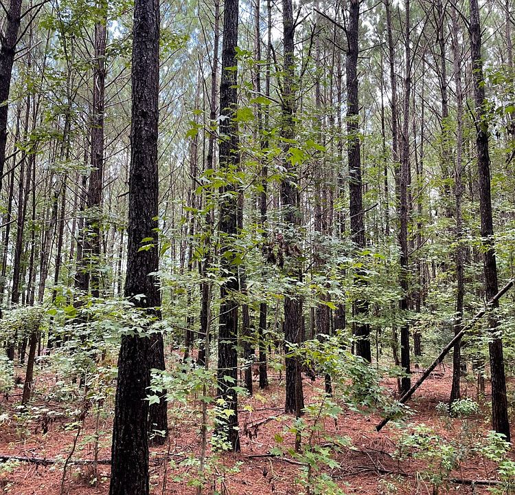 Tillman Rd, Ridgeland, SC 29936 Zillow