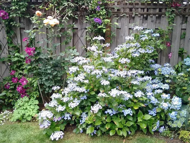 Side Garden