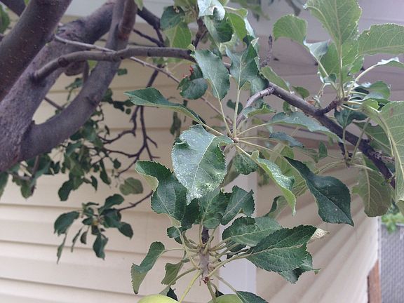 Apple Tree