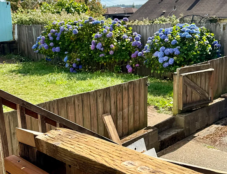 Back Yard