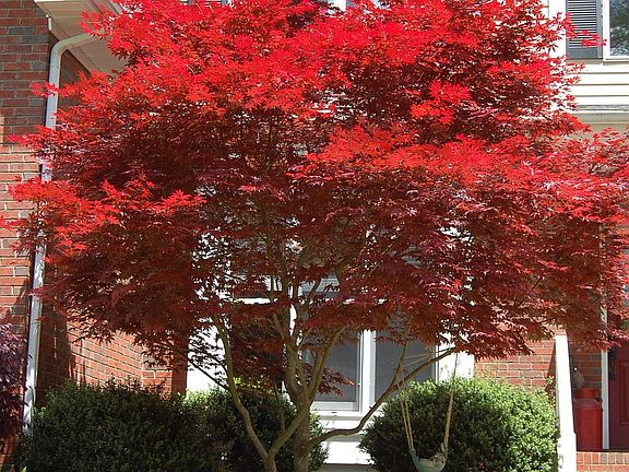 japanese maples