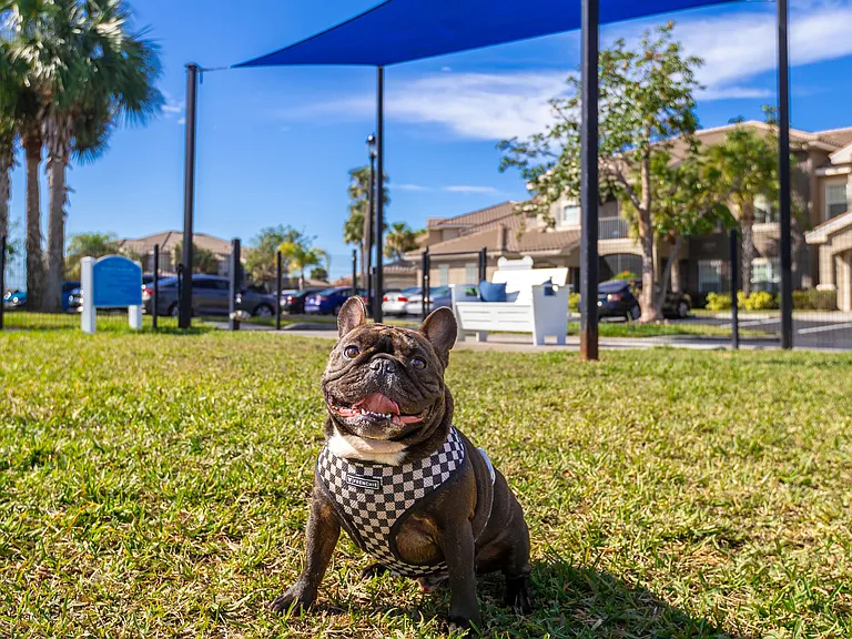 Enjoy pet-friendly living with a dedicated dog park perfect for exercise and socializing.