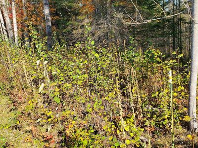 Pike River Rd, Mason, WI, 54856