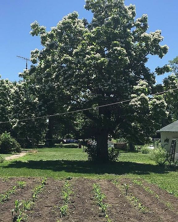 One of a the Catalpa Trees…
