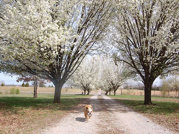 Your beautiful country drive