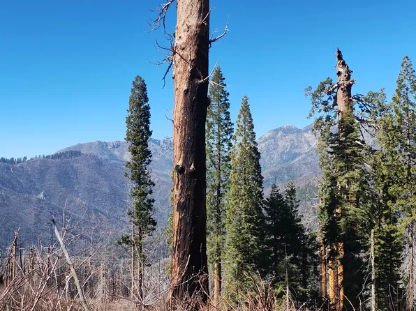 55058 Redwood Drive, Sequoia Crest, CA 93265