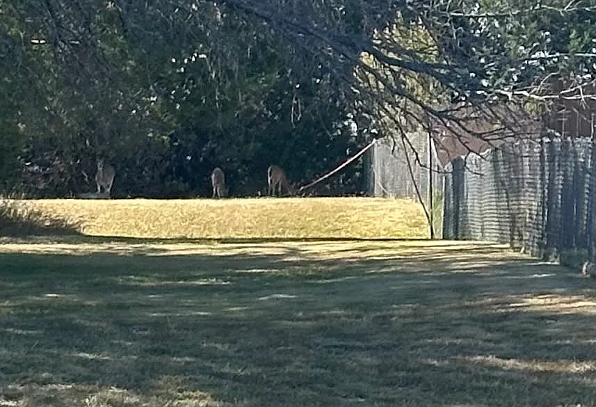 3 bed, 1100 sqft, $1,190 — Photo 3