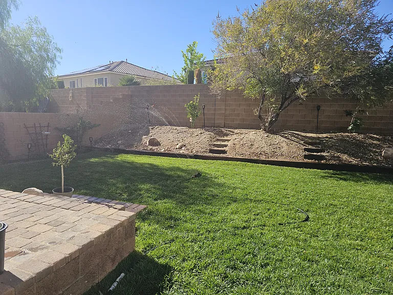 Fruit Trees along back wall. Cherry, Orange, Fig and Lime