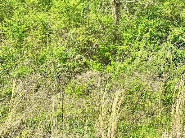 LOT 1 Salem Minor Hill Rd, Lester, AL 35647